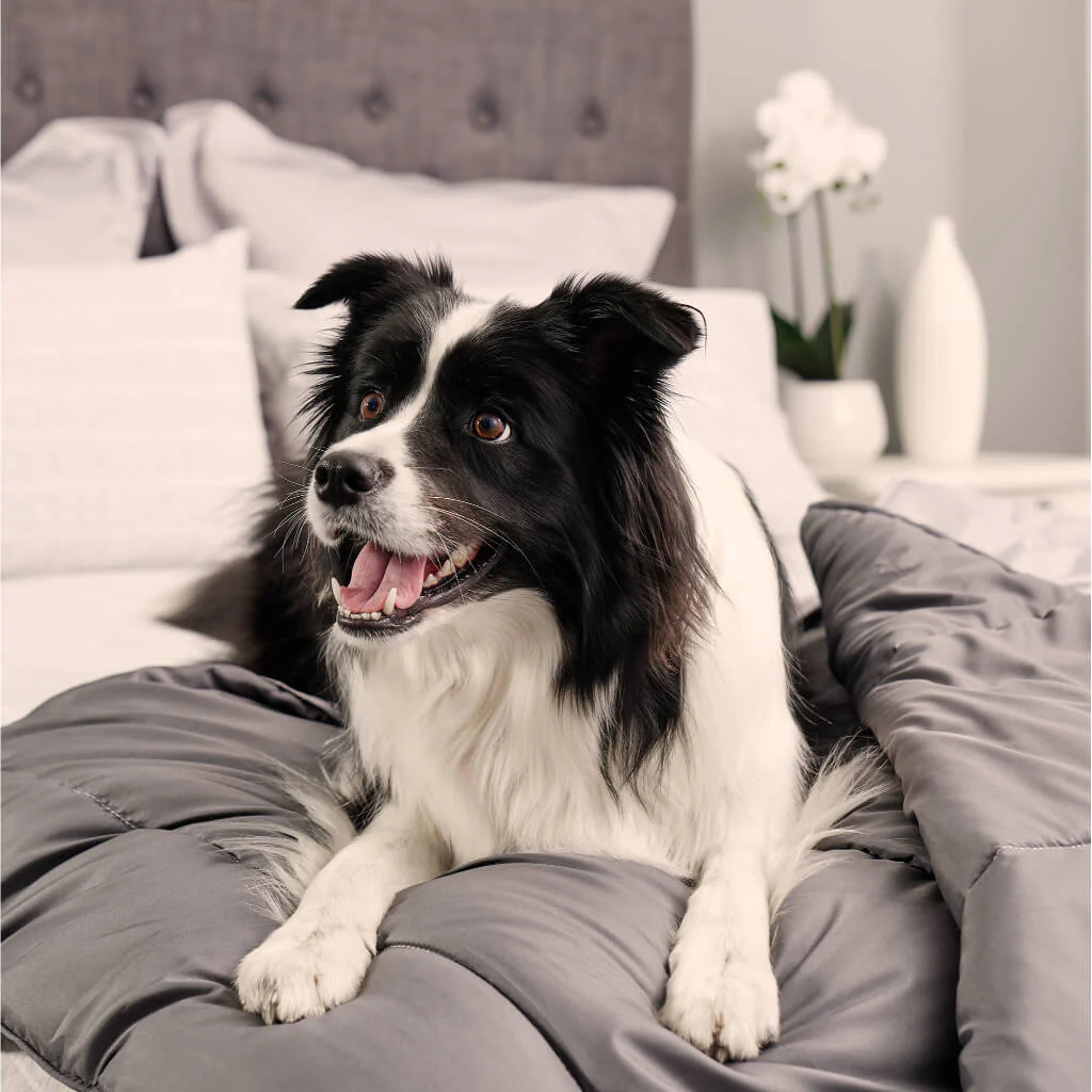 Doggy Doona - Image 5