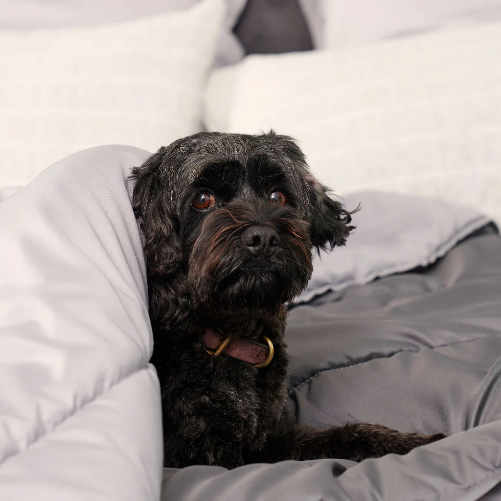 Doggy Doona - Image 7