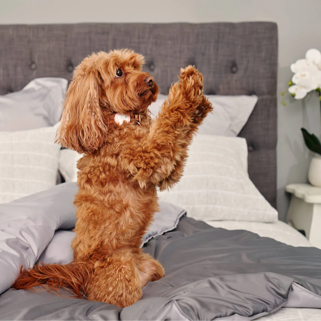 Doggy Doona - Image 8